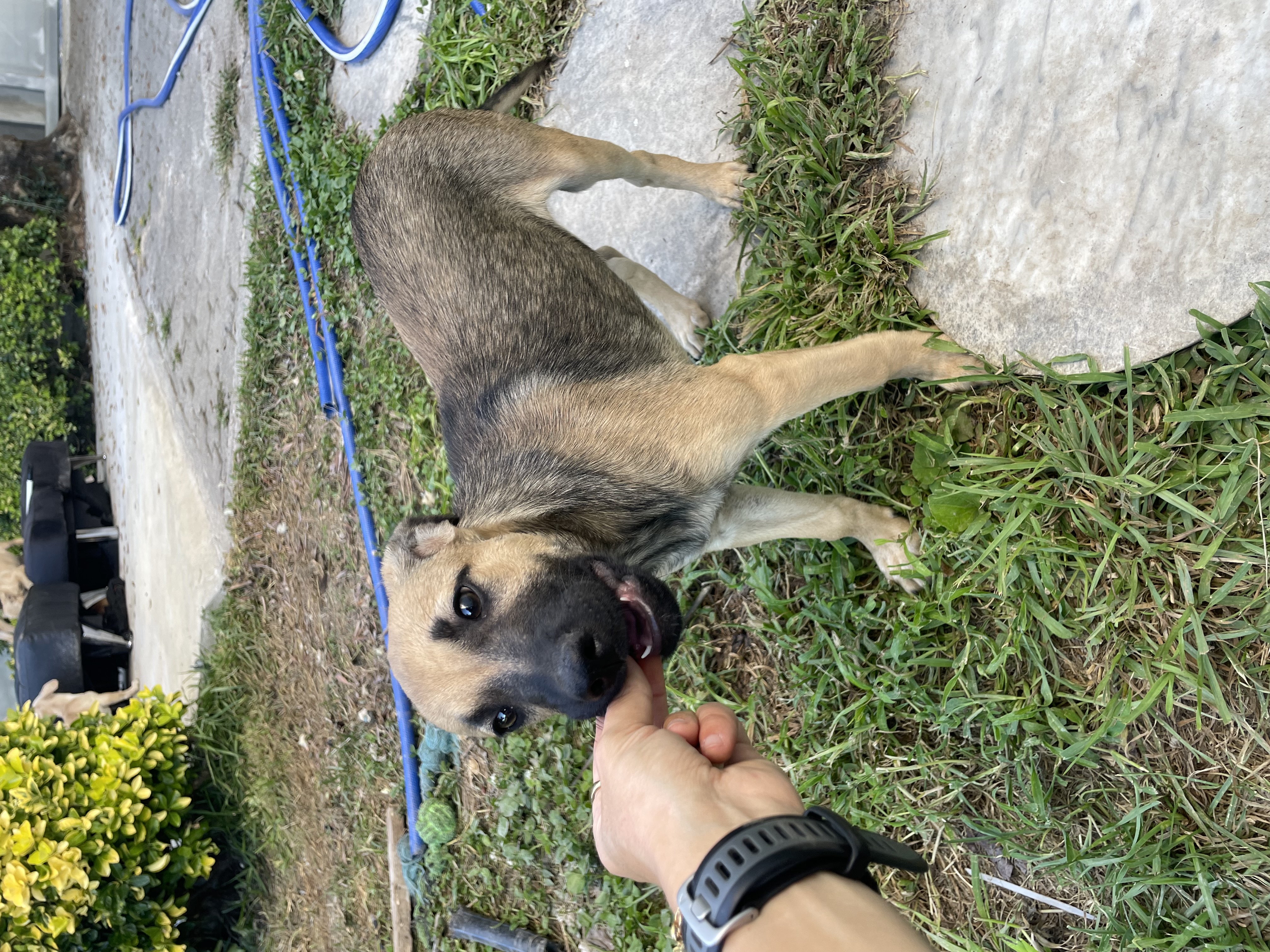 Imagem do animal