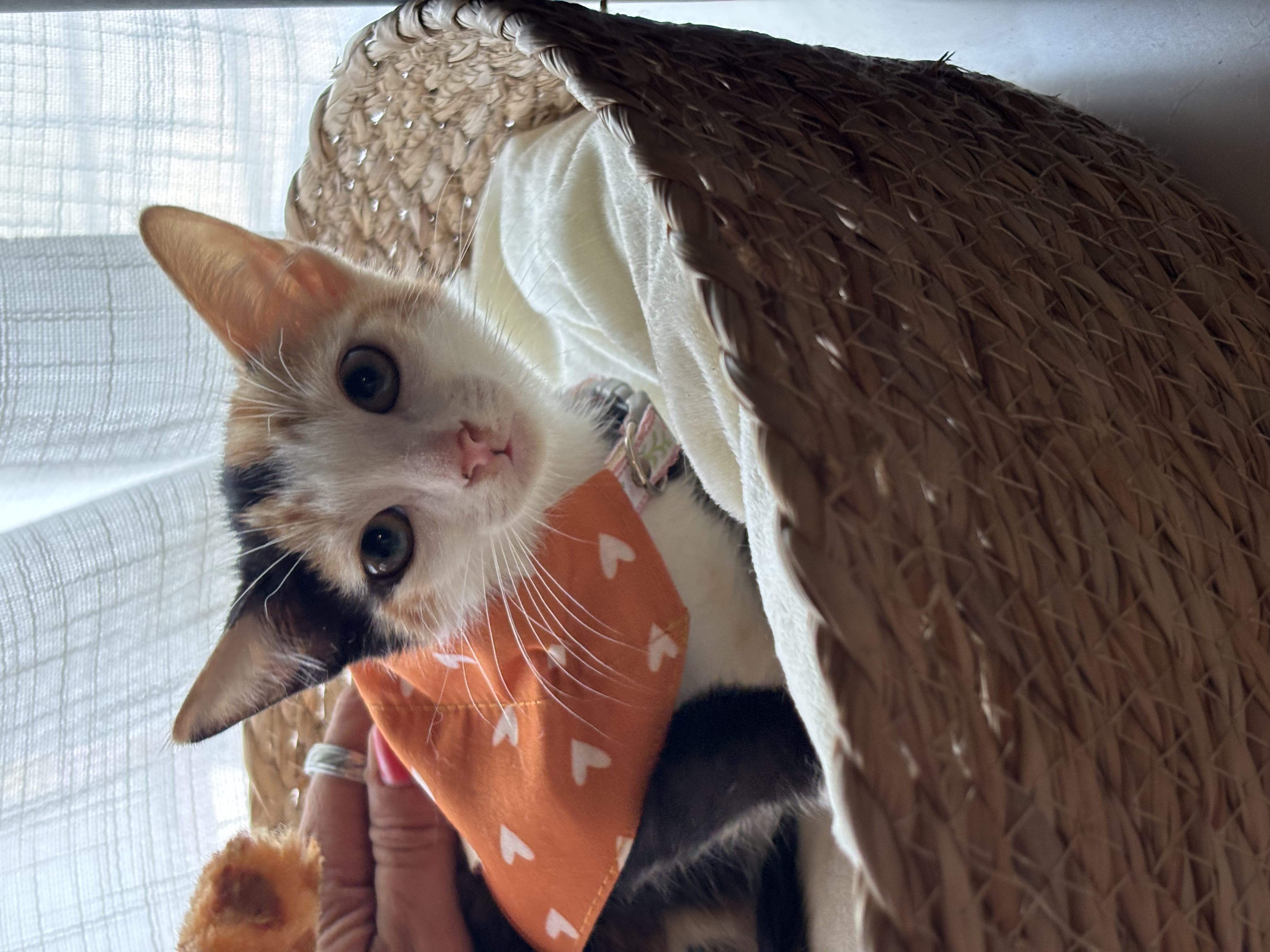 Imagem do animal