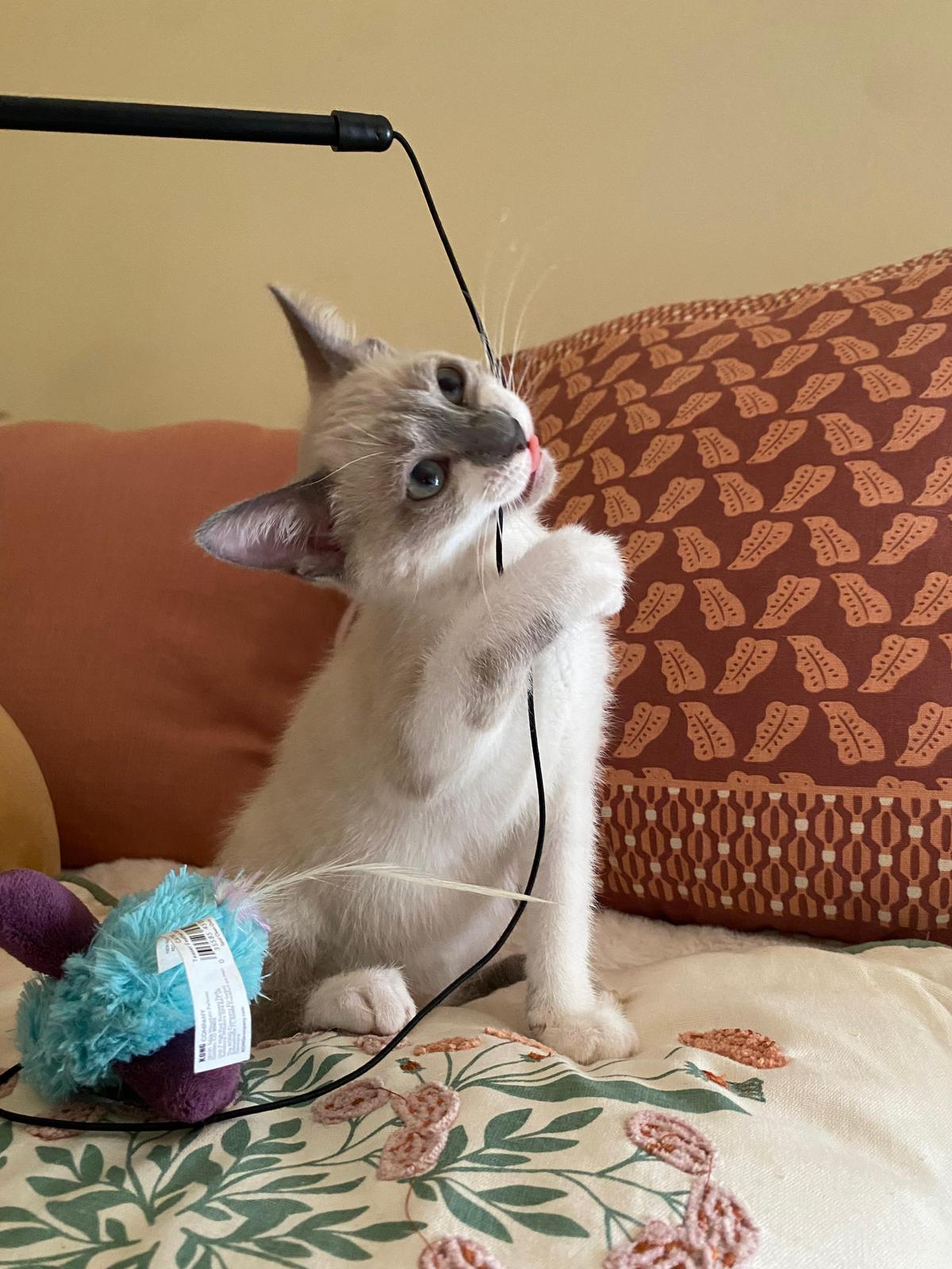 Imagem do Animal