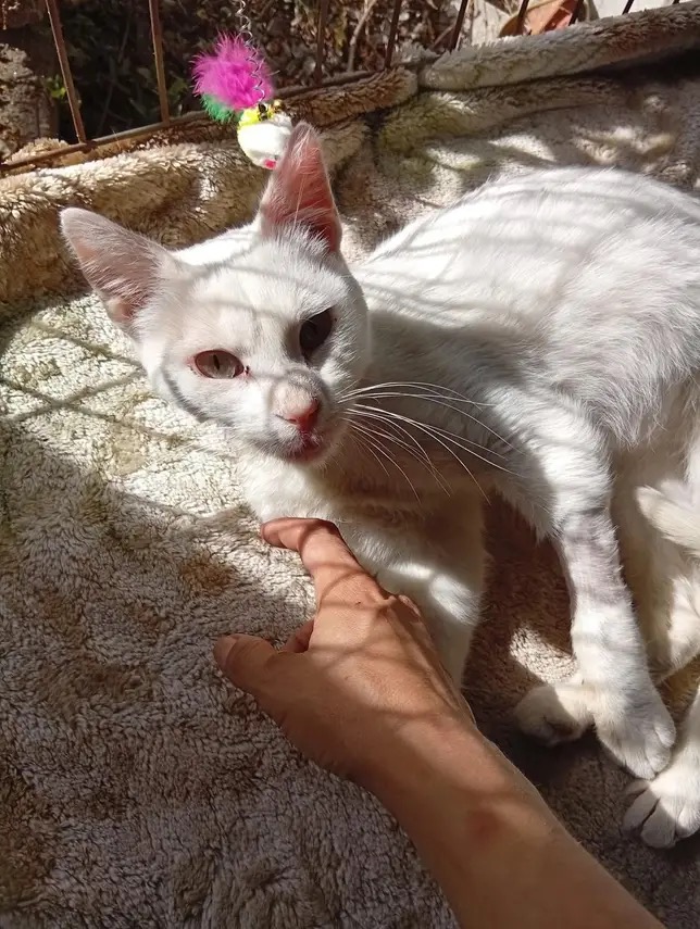 Imagem do Animal