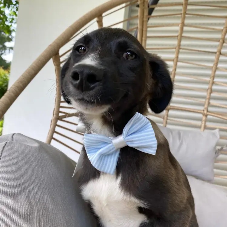 Imagem do Animal