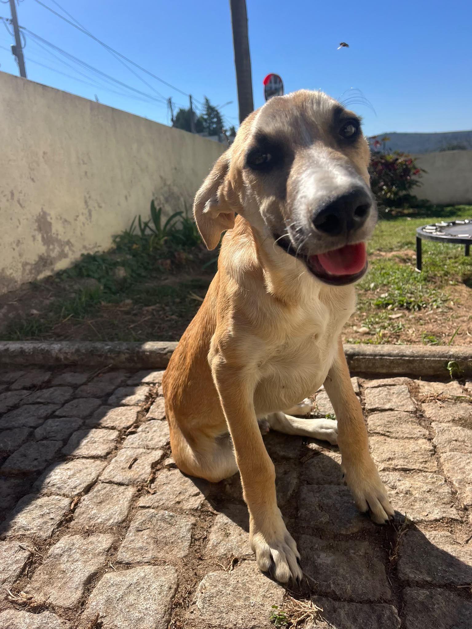 Imagem do animal