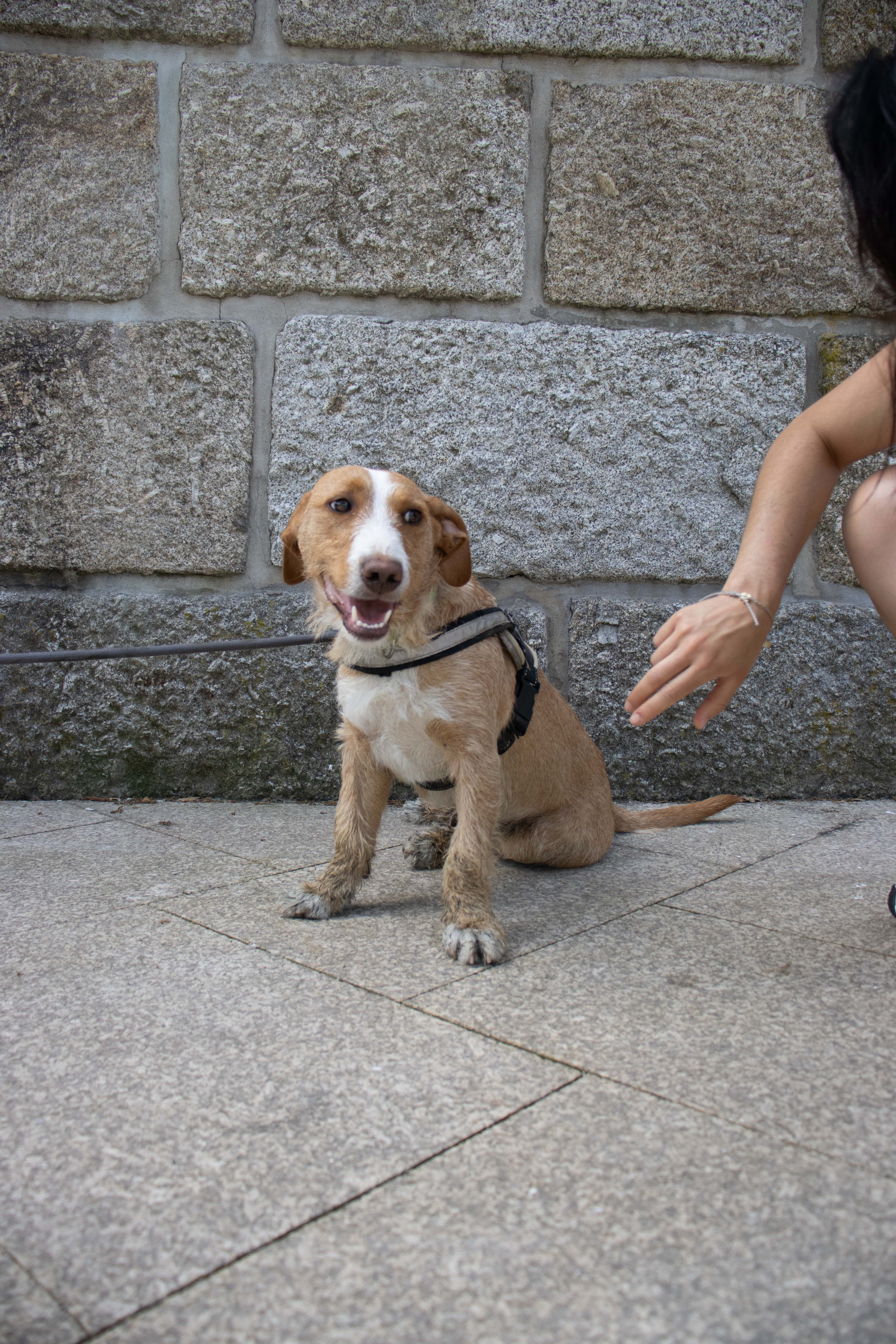 Imagem do Animal