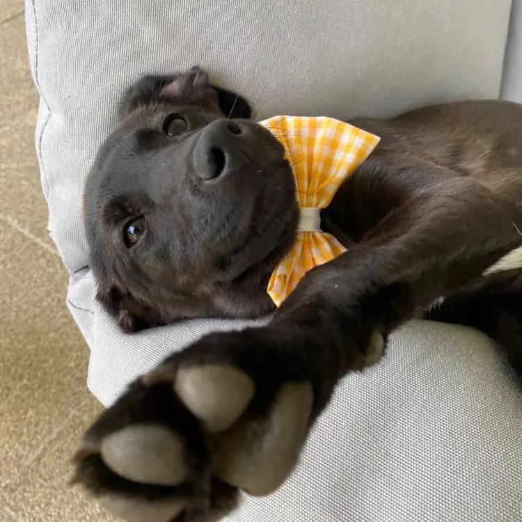 Imagem do Animal